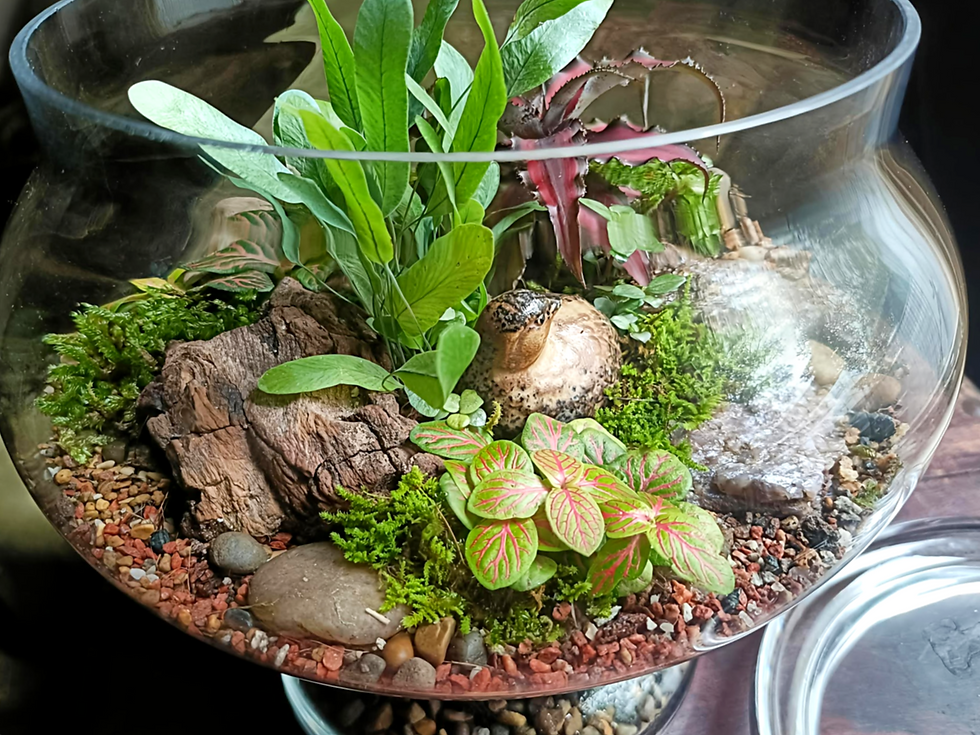 Thumbnail: Living terrarium gift local delivery Adelaide