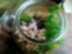 living terrarium gift - local delivery Adelaide