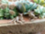 Miniature Ceramic Kangaroo Figurine