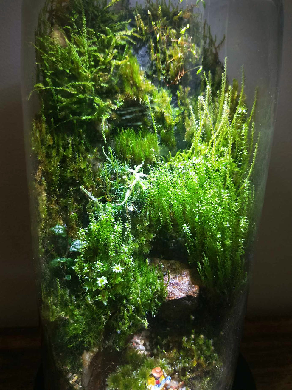 Thumbnail: rare live moss Australia, sustainably sourced large pack of mixed varieties, terrarium, bonsai