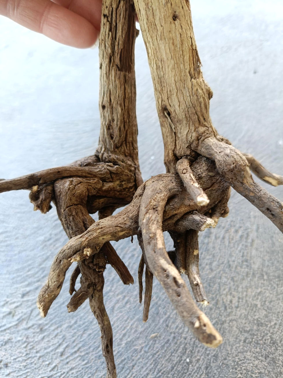 Thumbnail: Bonsai Tree Root - Natural Wooden Craft Supply