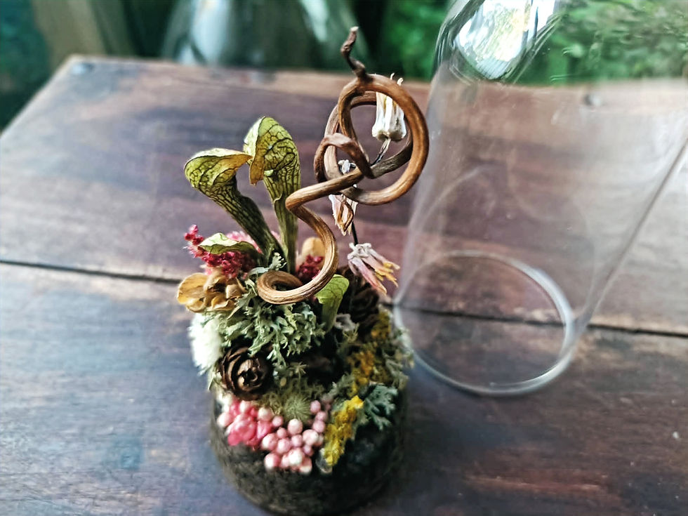Thumbnail: Mini Botanical Curio Dome