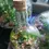 Thumbnail: DIY terrarium starter kit - Australian garden craft supplies & materials
