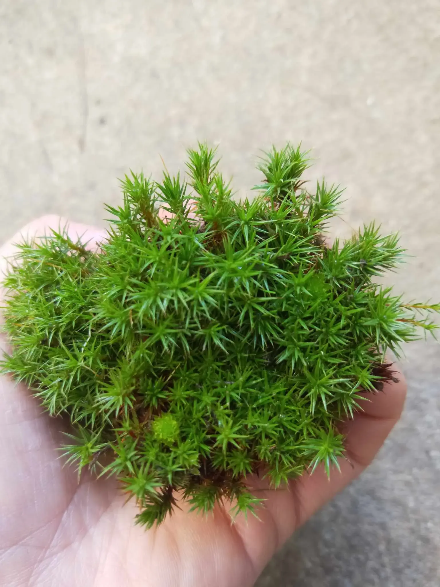 Mini Moss Sampler - Polytrichum