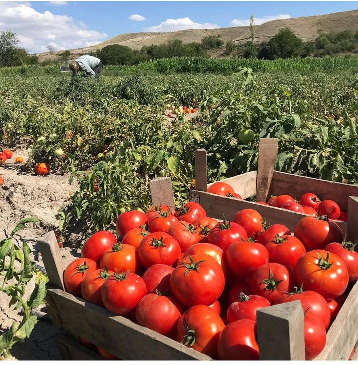 Küçük resim: Güneşte Domates Salça & Cam Kavanozda