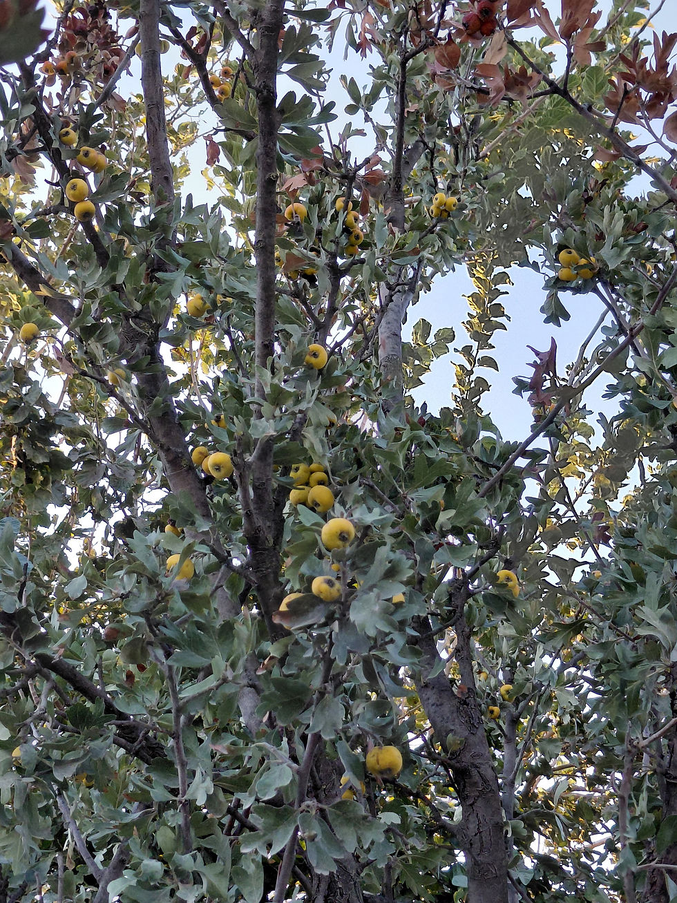 Küçük resim: Yabanıl Alıç Sirkesi - 500 CC