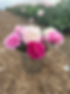 From the Flower Farm