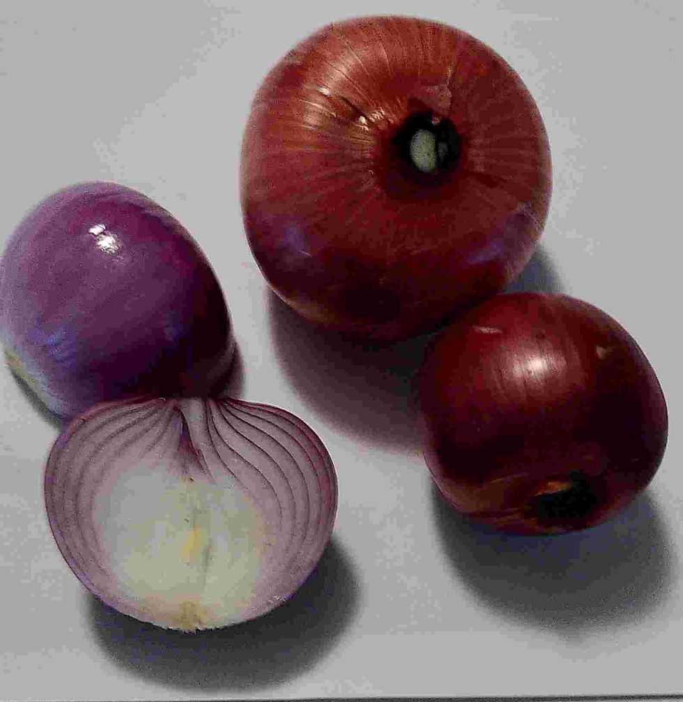 Miniature : Oignon "rouge de Milan" 