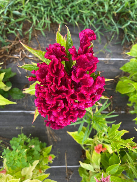Celosia Cristata "Mix Couleurs "