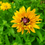 Miniature : Rudbeckia "goldilocks"
