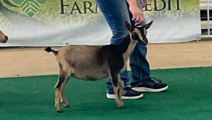 Loaded Goat Farm KN Darcy