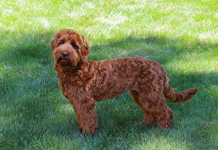 Hazel1.jpg
