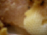 The Worst Beekeeper in the World