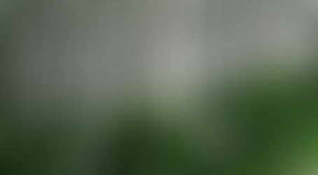 Love Like Birch Trees by James Witmer