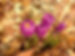 Crocus