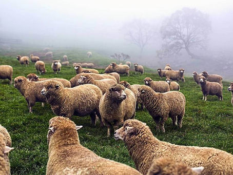 How To Grow Good Wool