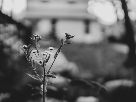 The North Wind & the Wise Imagination