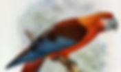 Freebird