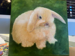 Singular Rabbit