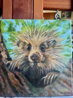 Looking at You (porcupine)