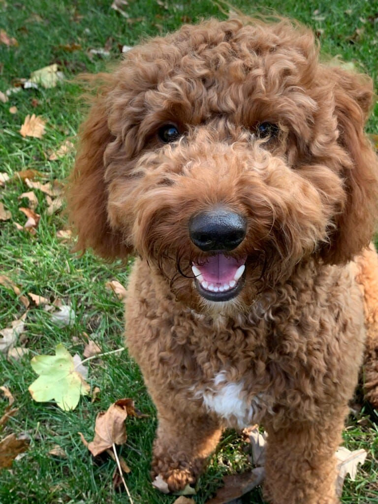 Rufus
