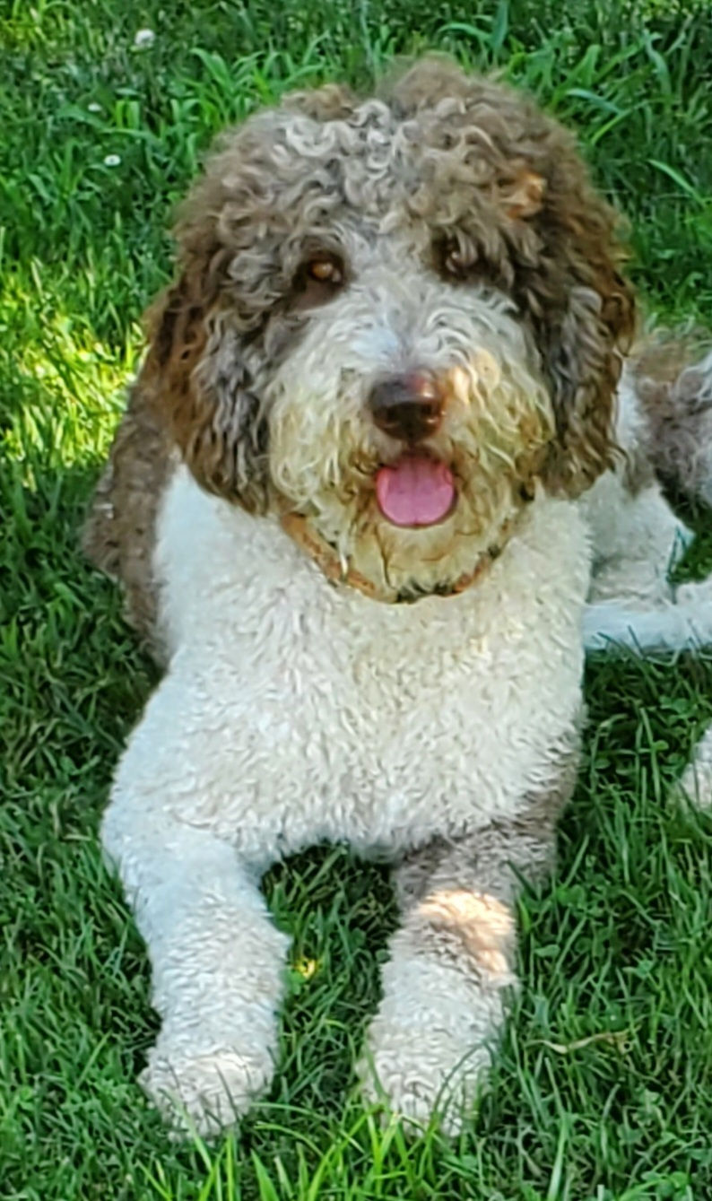 Roxie