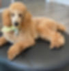 Midas at 7 months
