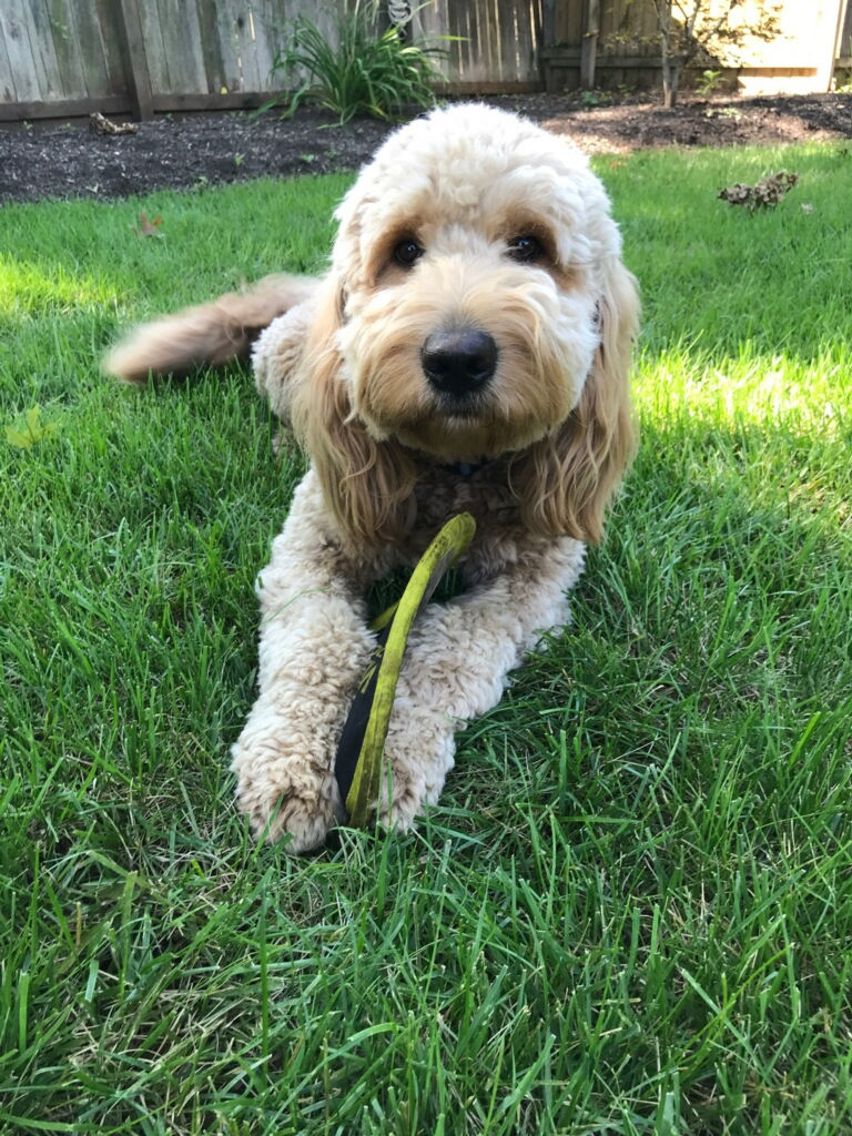 Parker at 1+ years