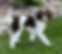 Romeo AKC miniature Poodle