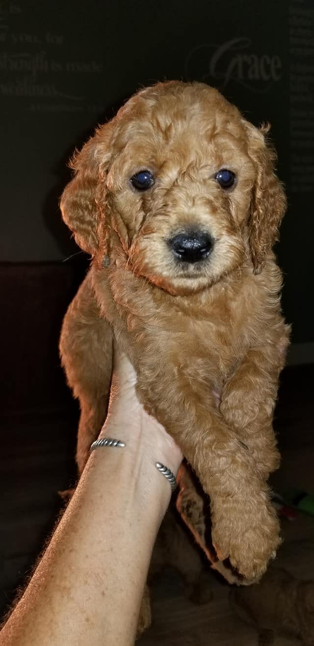 Scarlett at 7 weeks