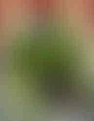 Maestro - Villain-tober 2023