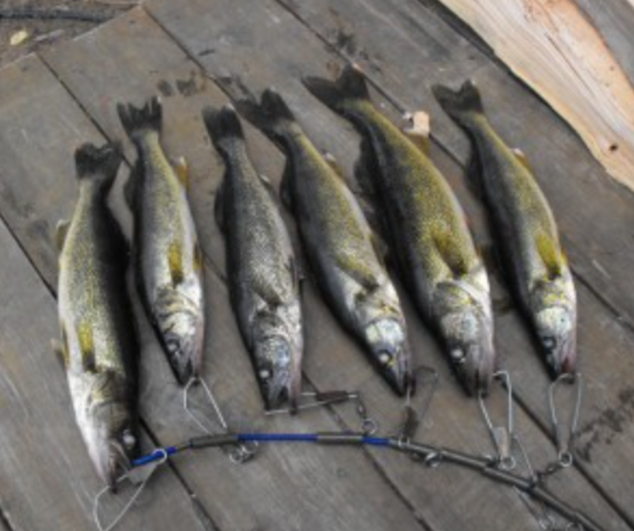 Forfaits de pêche à la truite grise — Catfish Lakefront Cabins – Catfish Lakefront Cabins