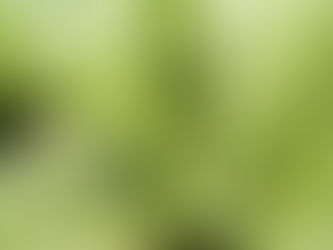 Los Principios Activos de las plantas medicinales.