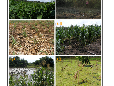Sistema de manejo agrícola tradicional: “Maíz marceño en Tabasco”