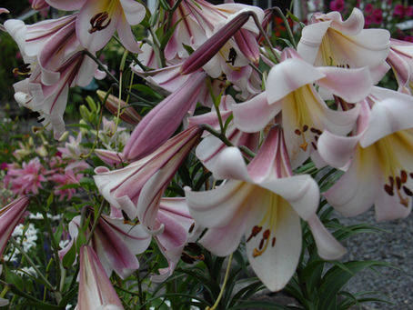 August Lilies At Fruitlands