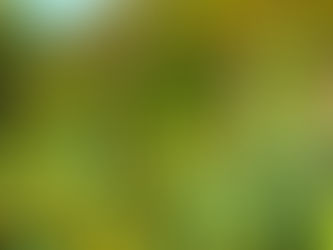 Anything and Everything That You Need to Know about Successfully Planting and Growing Sunflowers