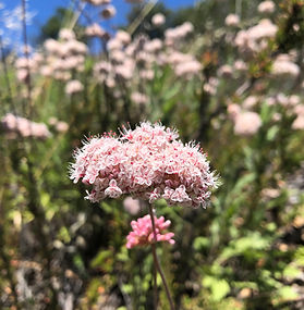 California Buckwheat