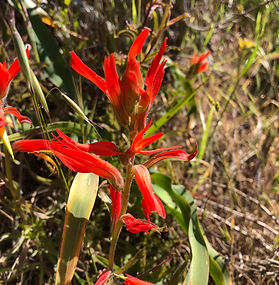 Indian Paintbrush
