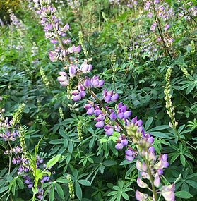 Broadleaf Lupine 
