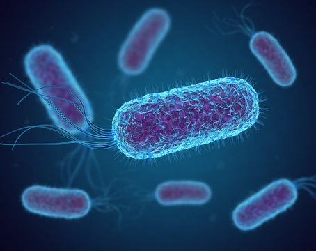 E. Coli's Technique in Bacterial Food Poisoning