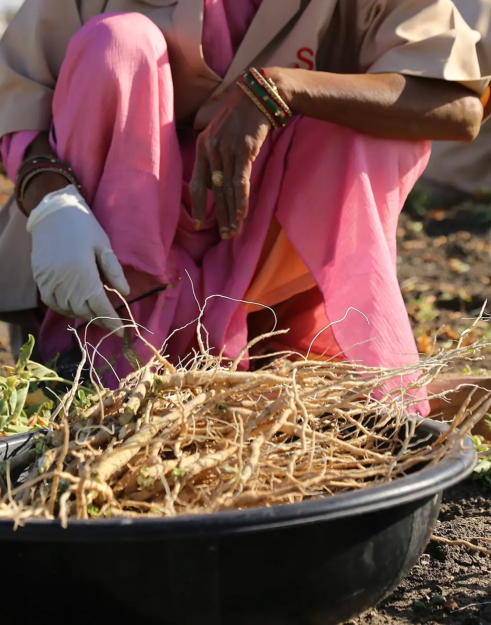 Ashwagandha_harvest.webp