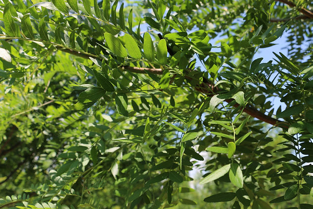 GLS_LEAVES.JPG