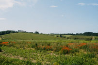 1 - Lola's documentaries of life_N&C-Villa Petriolo-2.jpg