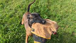 Dam Hardog Omen - Sire. Arco NHSB 2931320 (Vaudo) Van de Zilveren Loop