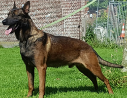 Dam Hardog Omen - Sire. Arco NHSB 2931320 (Vaudo) Van de Zilveren Loop