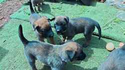 Y litter 2026 5 week old