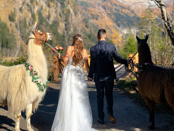 Hochzeit Lama Tauernlama Mallnitz Kärnten.jpeg.jpg
