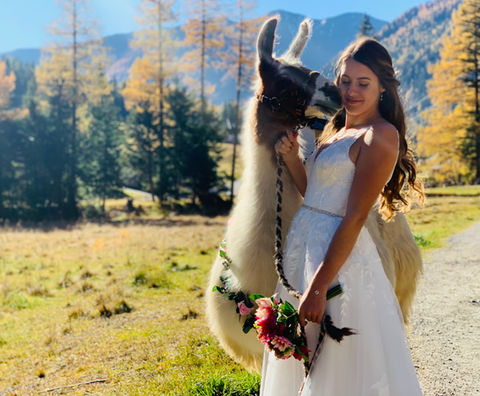 Hochzeit Lama Tauernlama Mallnitz Kärnten.jpeg.jpeg