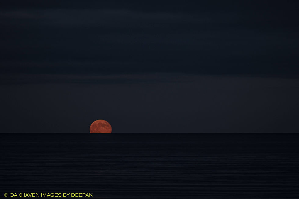 Photograph the Strawberry Full Moon.