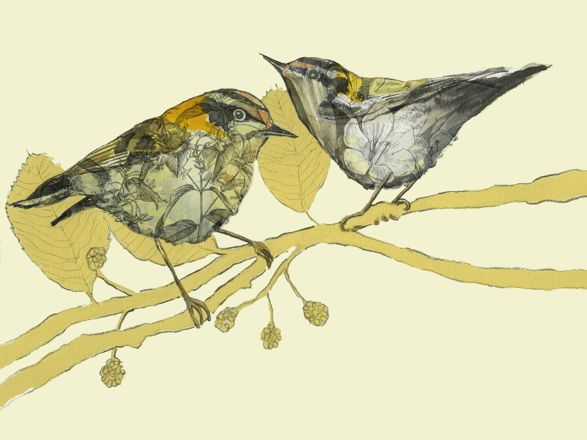 Firecrests